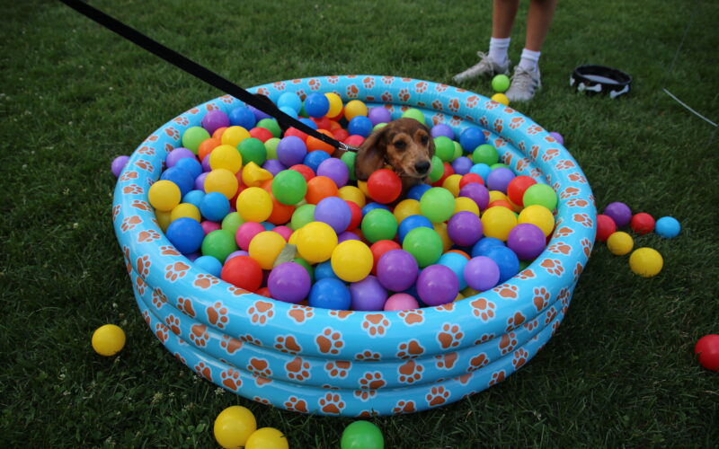 dog in ball pit