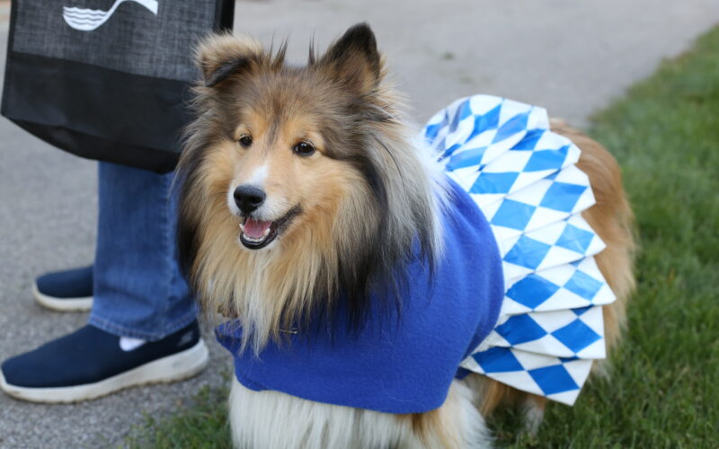 dog in a cheerleader costume