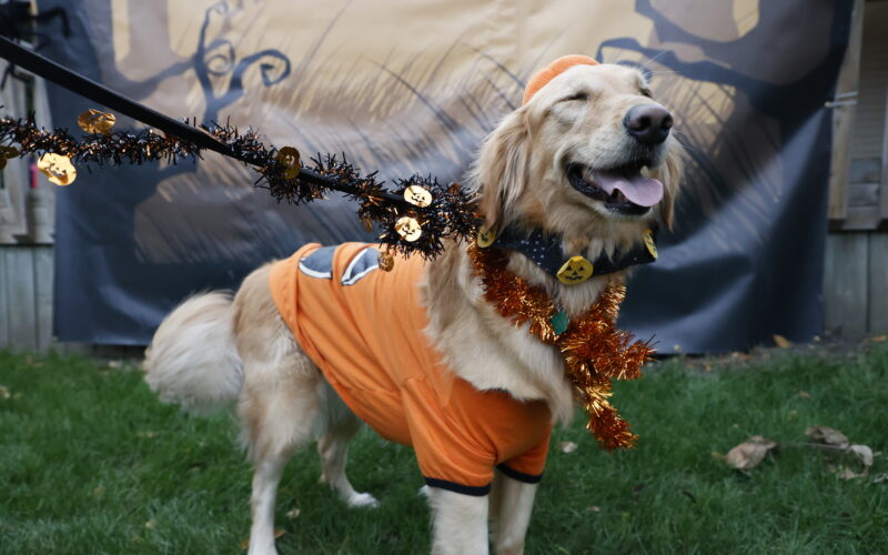 dog in a pumpkin costume